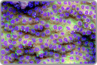 Purple Knight's and Golden Day's! Fiji Collected
